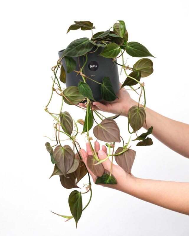 Two hands holding philodendron