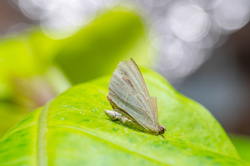 a moth on a yellowing leaves