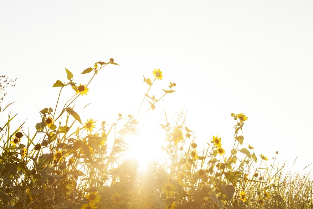 blooming yellow sunflower field