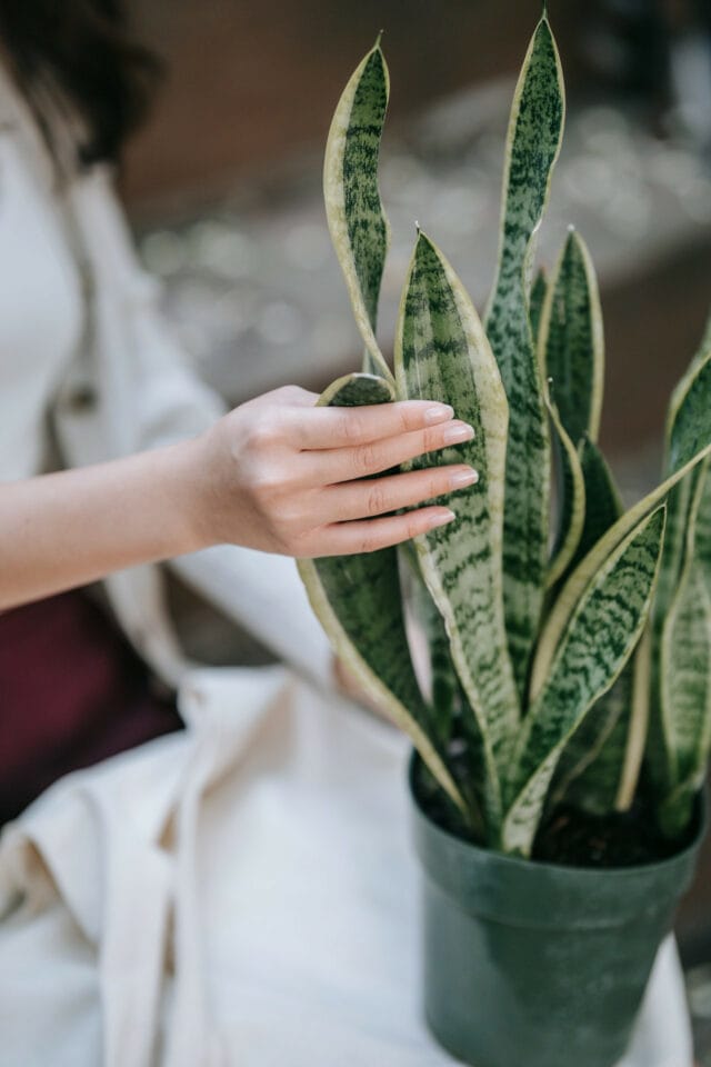 caring for your snake plants