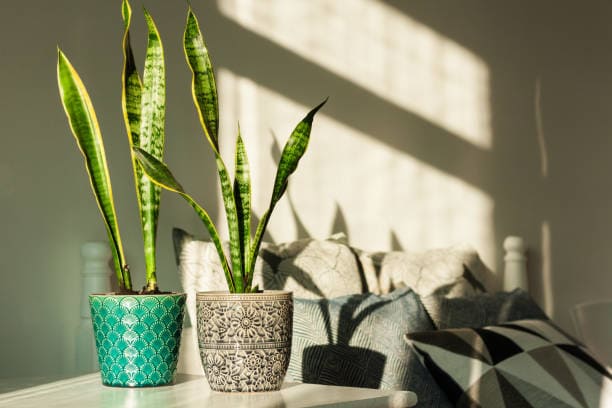 home decor with snake plants