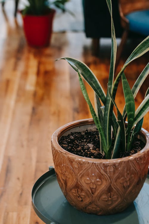How Much Sunlight Does a Snake Plant Need?