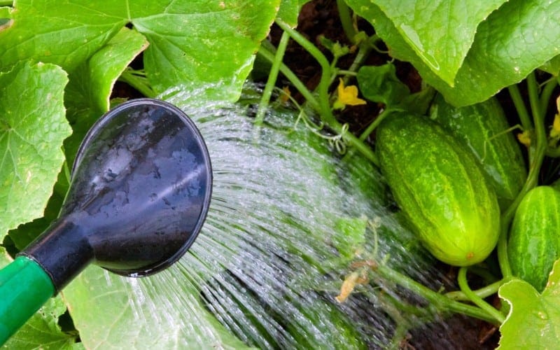 how much water do cucumbers need