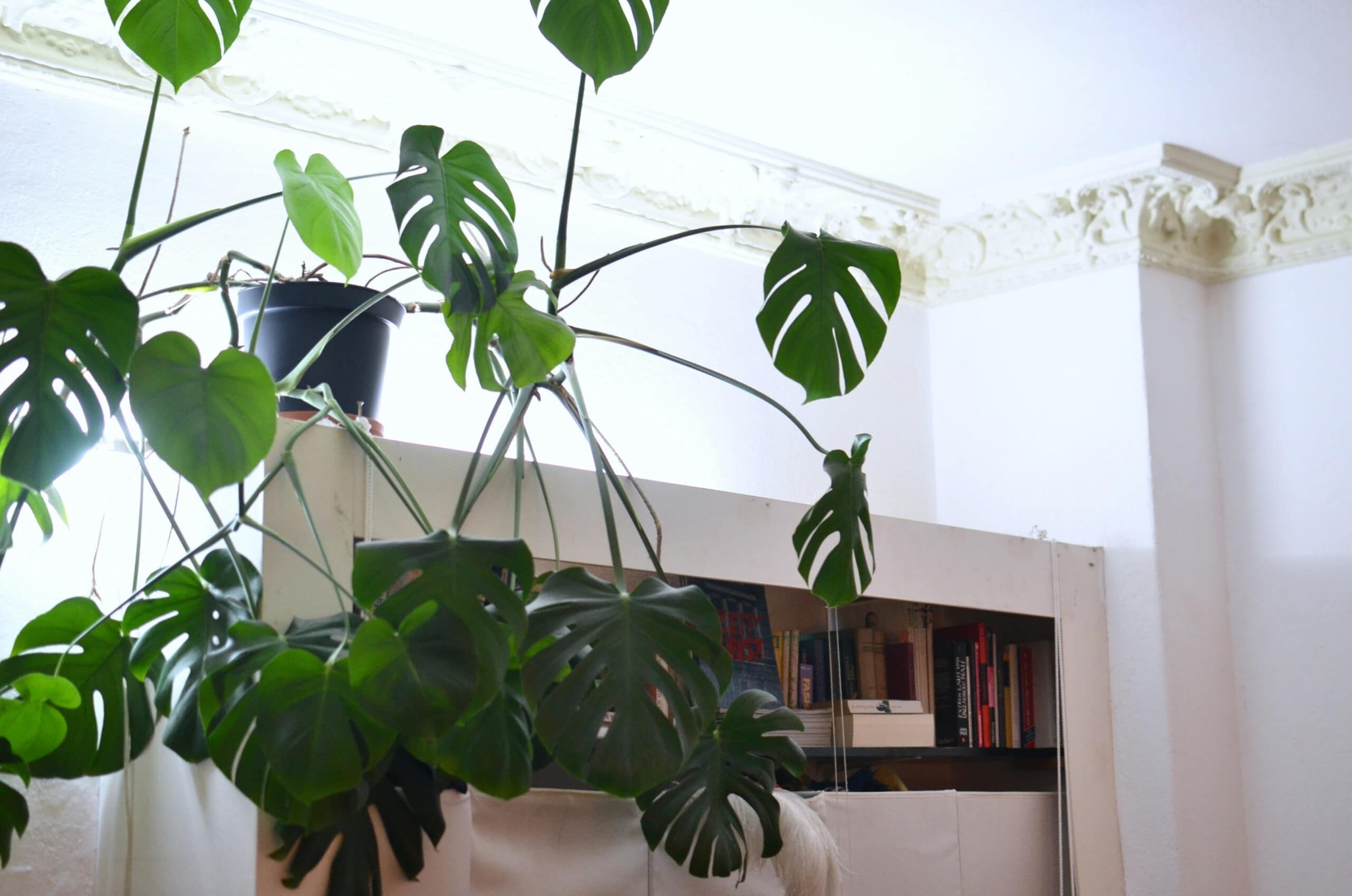 how to fix drooping monstera plant