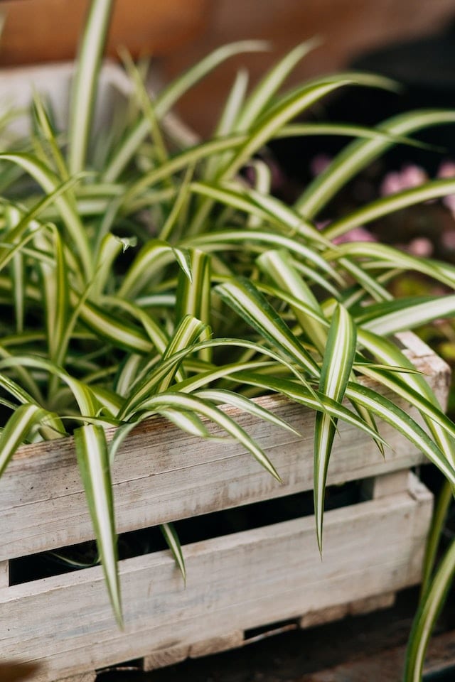 Why is My Spider Plant Turning Yellow