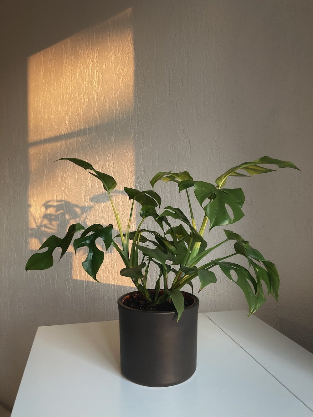 philodendron leaves absobing sunset light