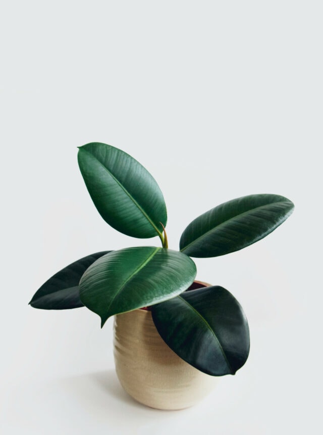 saving a dying rubber tree plant