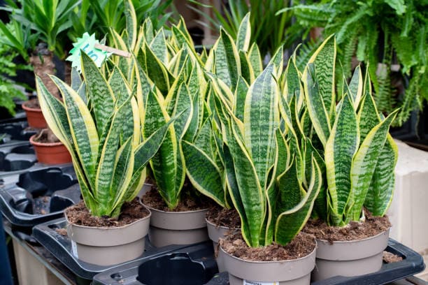 Snake plants being sold at a market stall in London. Indoor house plants.