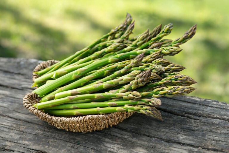 Stages of Growing Asparagus