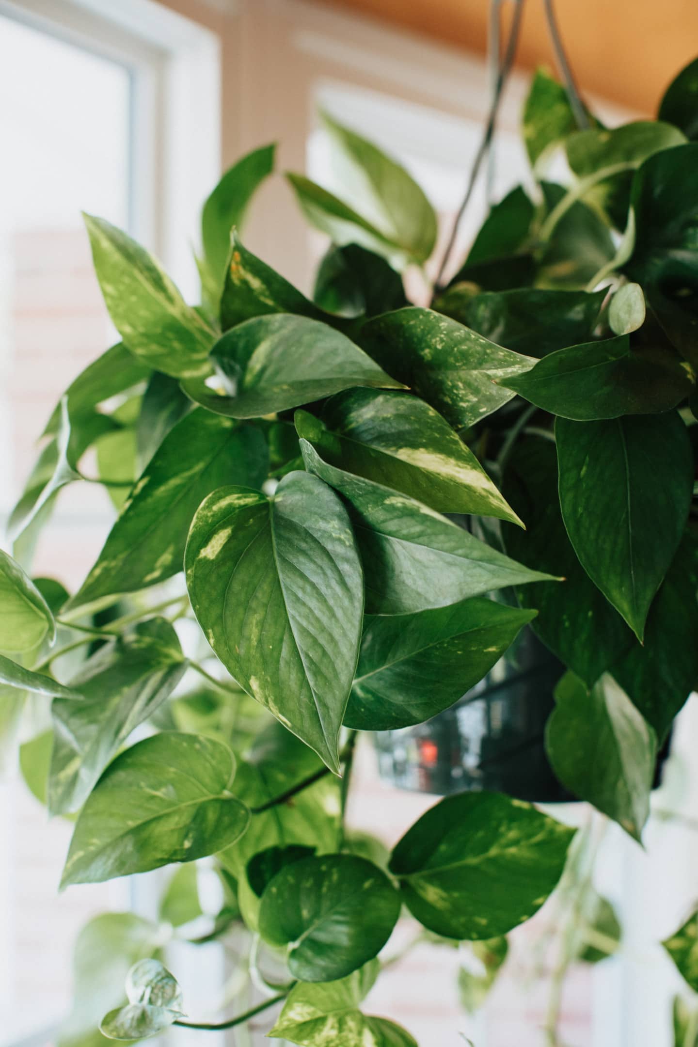 when to mist your pothos