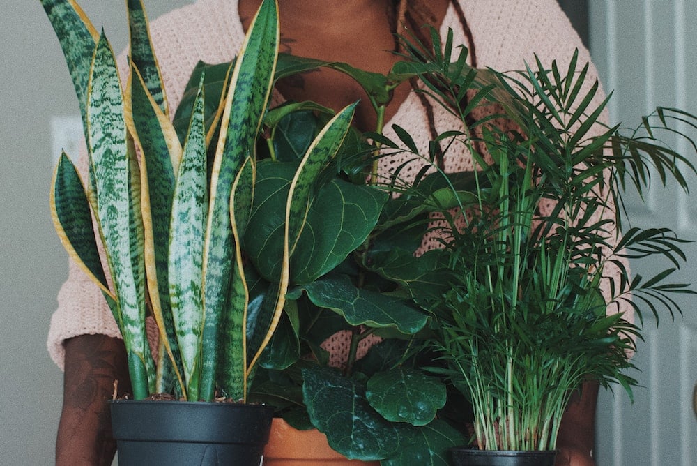 woman carrying a snake plant