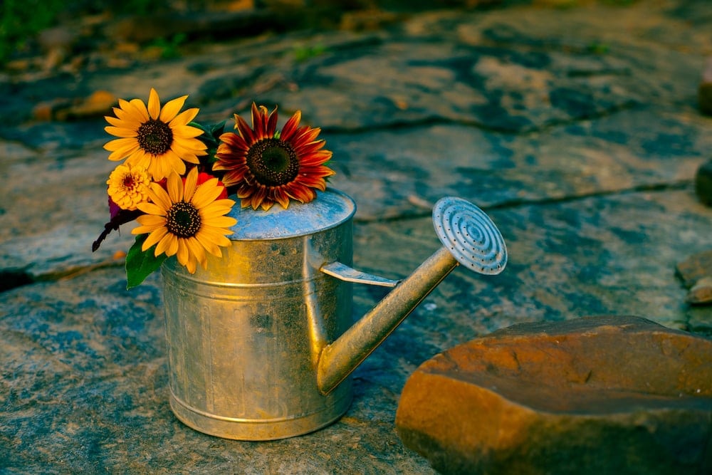 yellow sunflower in stainless steel watering can