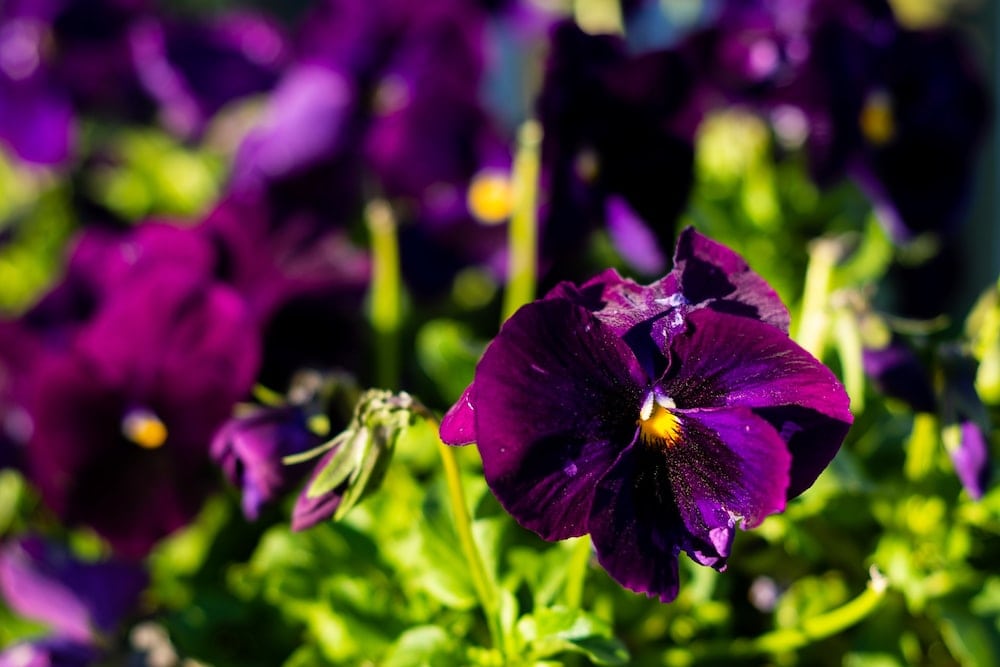 close up purple pansies