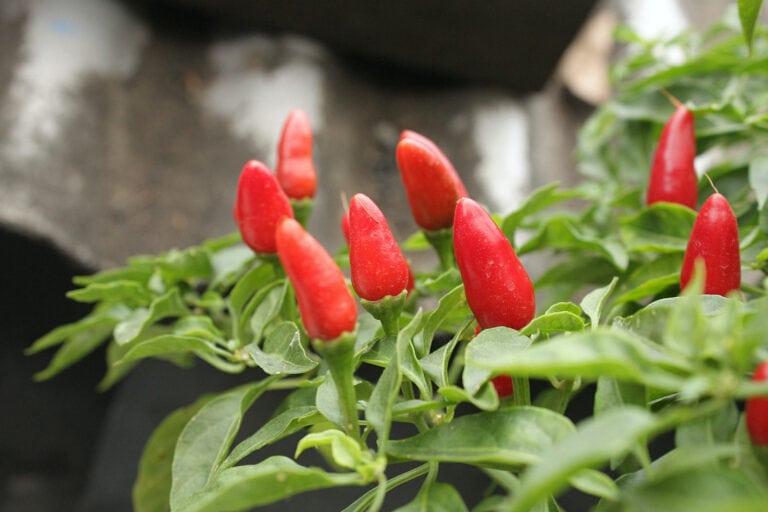 Peppers that Grow Upwards