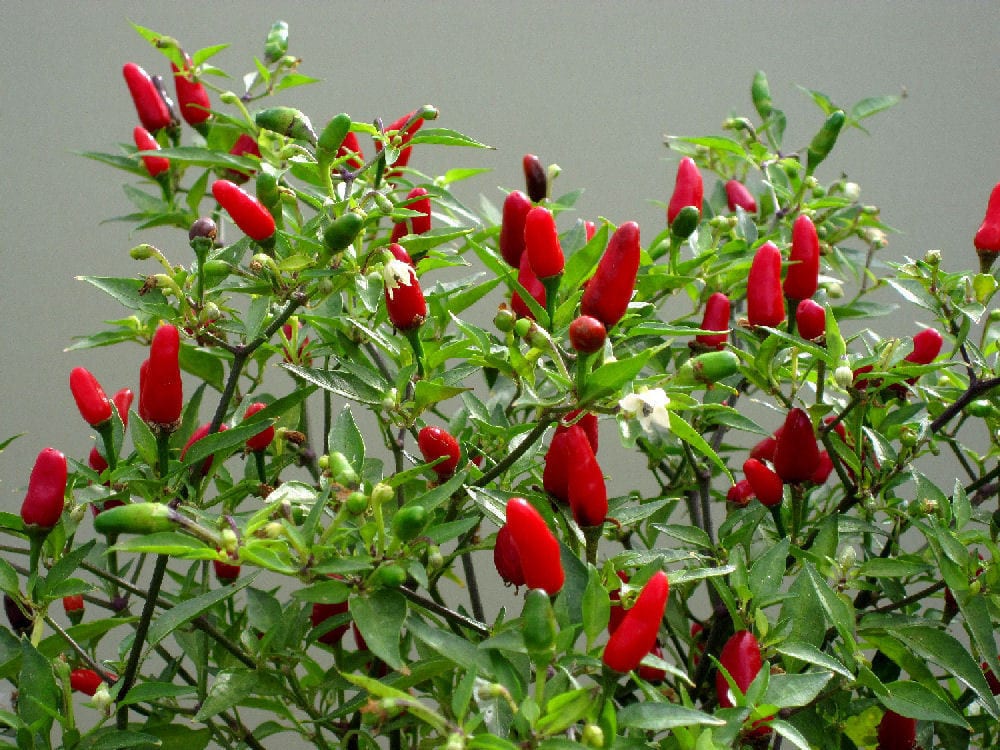 thai hot ornamental peppers