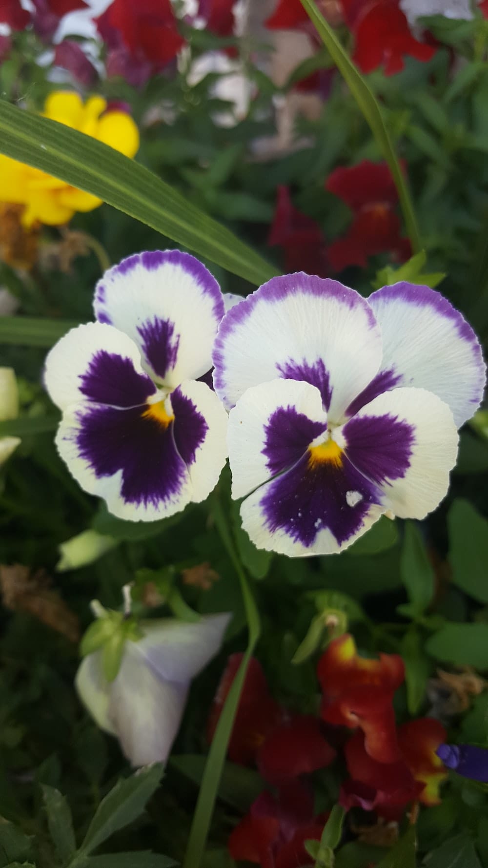 two pansies close up