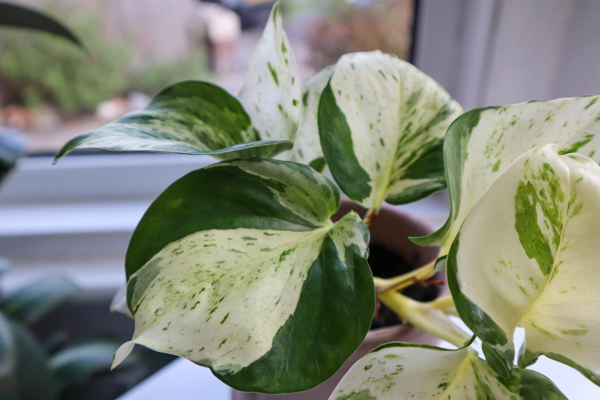 why pothos plants might be dropping leaves