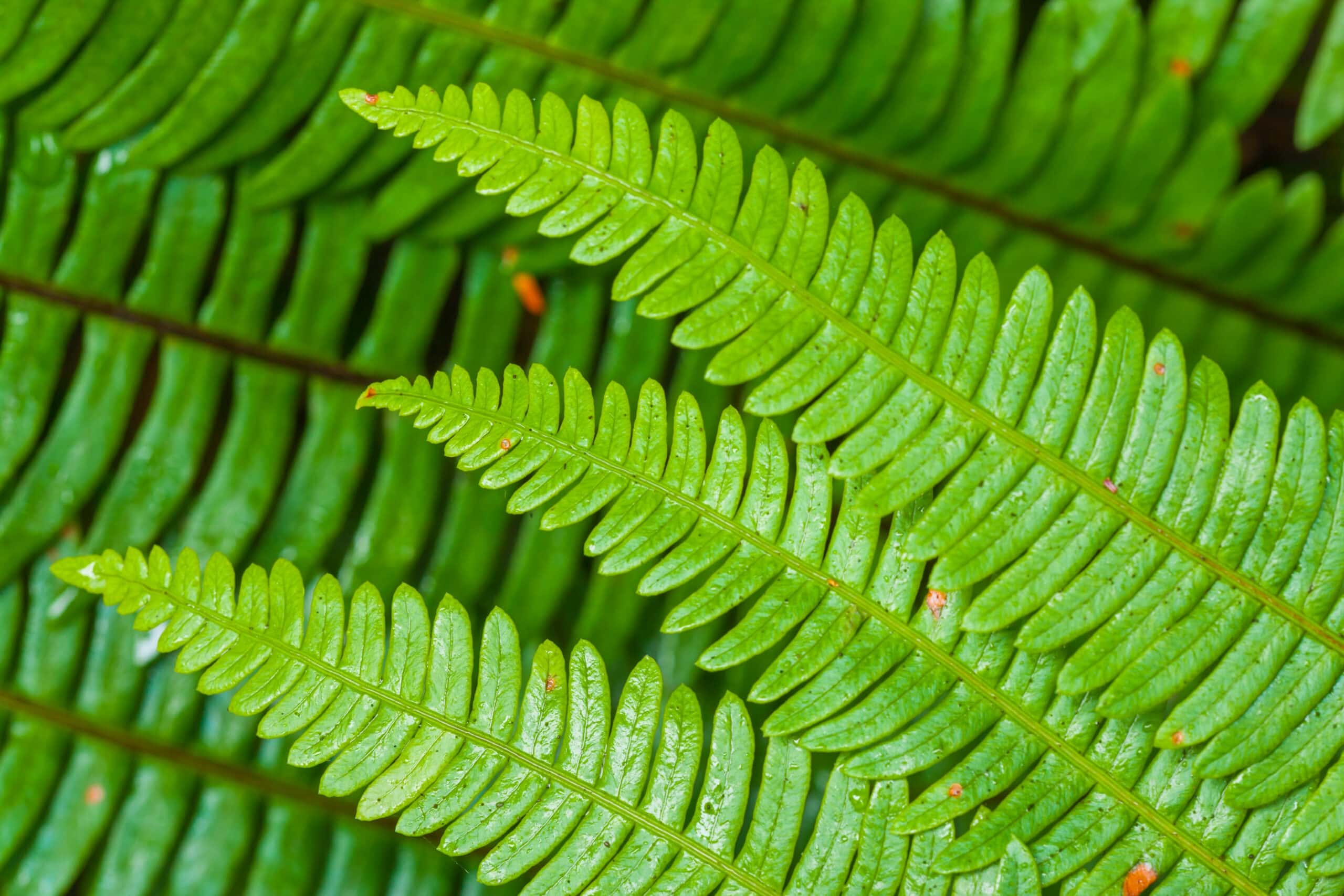 brown spots on ferns