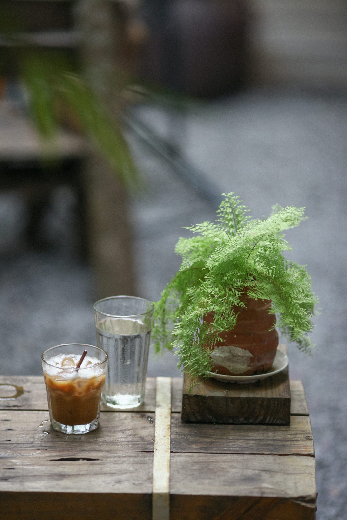 how to take care of boston fern