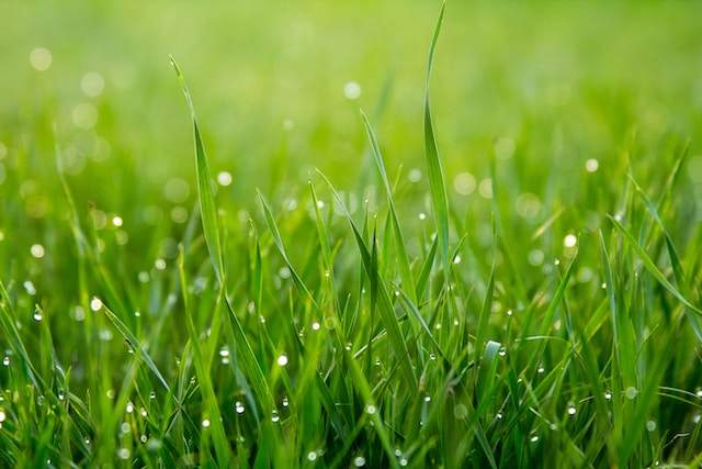 Will Muriatic Acid Kill Grass?