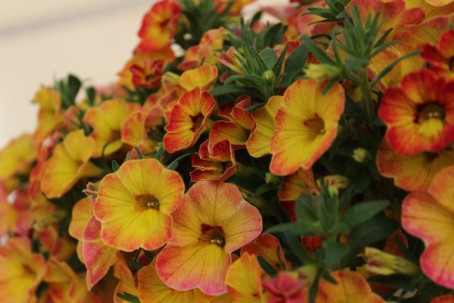 does calibrachoa come back every year