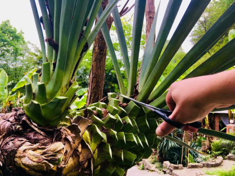 Yucca Palm: Proper Care & Cutting