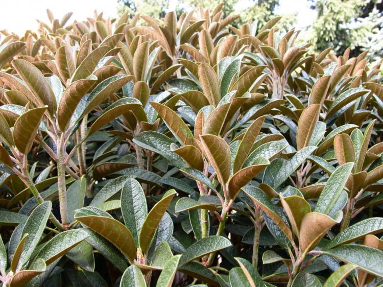 Beautiful foliage rhododendron varieties: Our top 20 for your garden