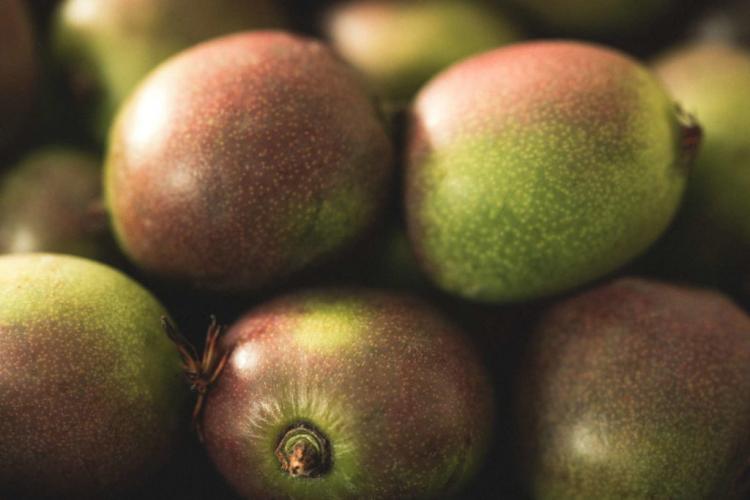 Mini kiwi: origin & special features of the kiwi berry