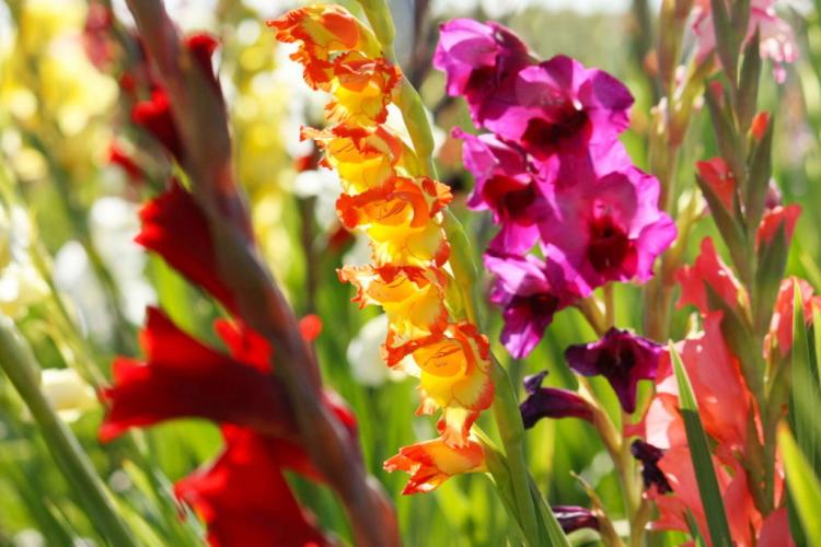 Gladiolus: Helpful Tips For Planting, Cutting & Caring For