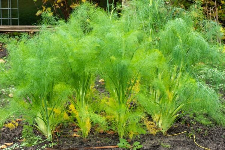 Spiced fennel: cultivation, care & wintering of Foeniculum Vulgare