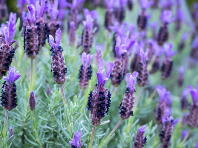 Cup of lavender care: tips for cutting, overwintering & Co.