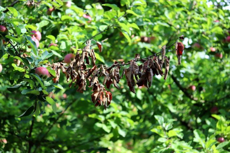 Oleander Diseases: Identifying & Treating Symptoms