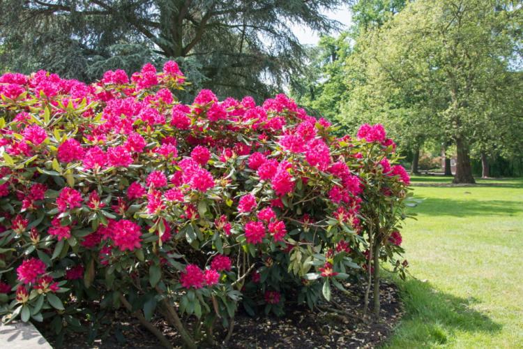 Rhododendron care: expert tips on watering, fertilizing & cutting