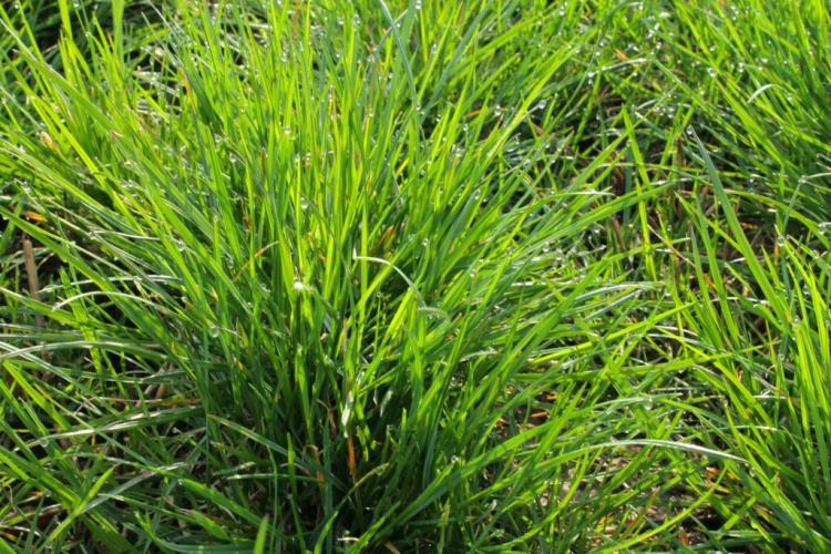 Lolium Perenne: Why The German Ryegrass Should Not Be Missing In Any Lawn