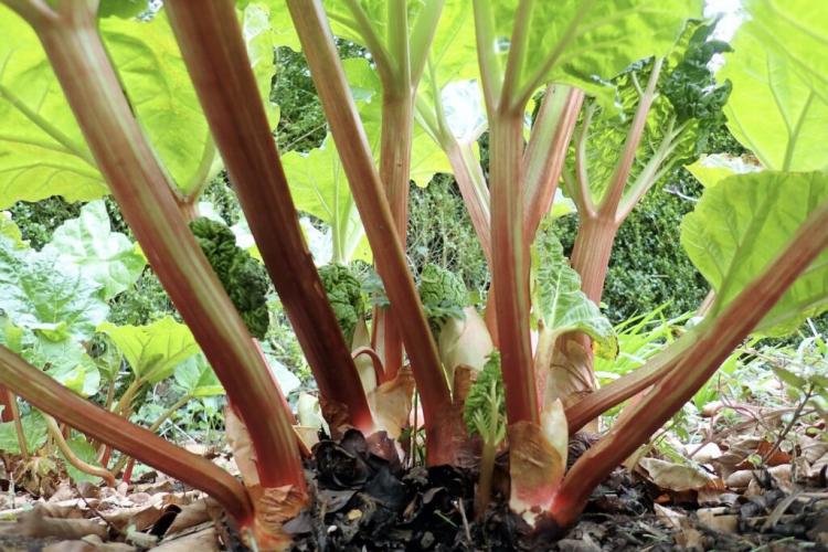 Harvesting rhubarb: when is harvest time & how to go about it