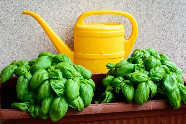 Caring for basil: Properly watering, fertilizing & cutting