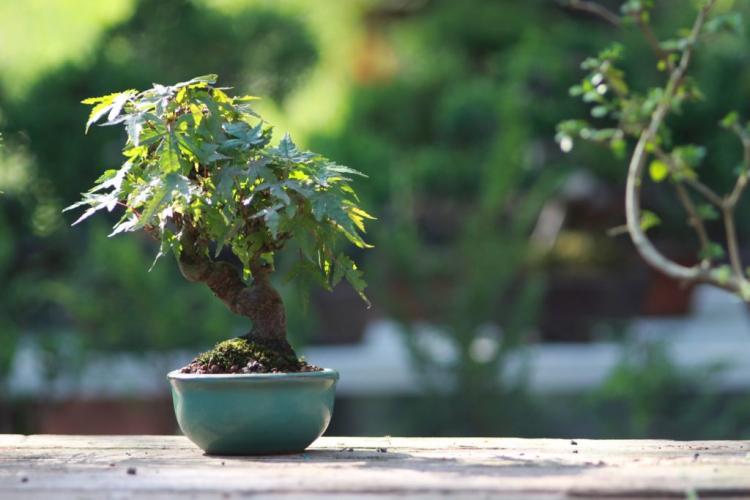 Bonsai Leaving Leaves: What Can You Do About It?