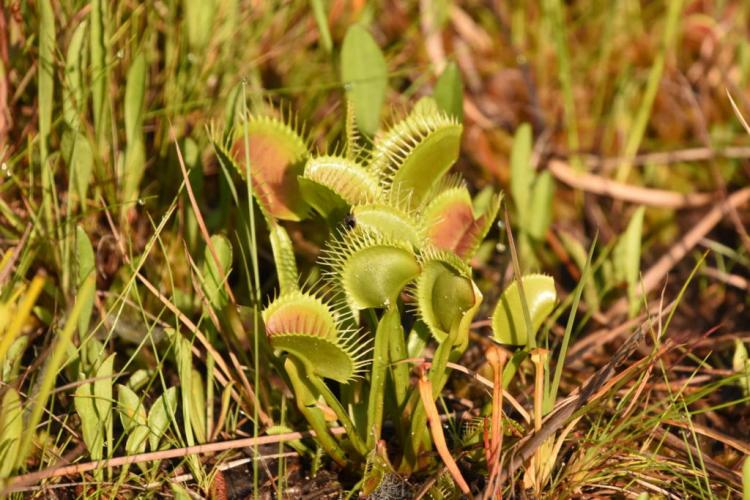 Caring for the Venus Flytrap: Tips For Optimal Care Of The Carnivore