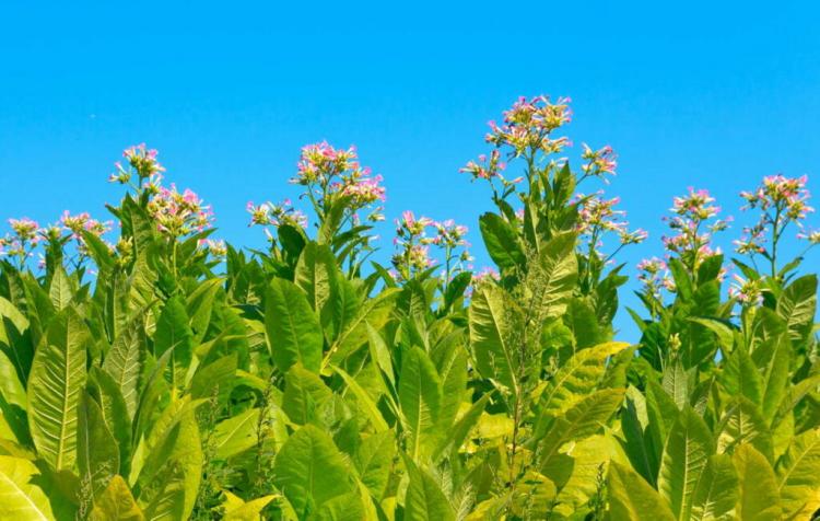 Growing tobacco plant: location, requirements & instructions