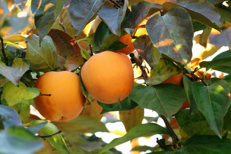 Persimmon tree: persimmons from your own garden