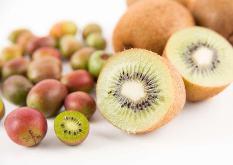 Mini kiwi: origin & special features of the kiwi berry