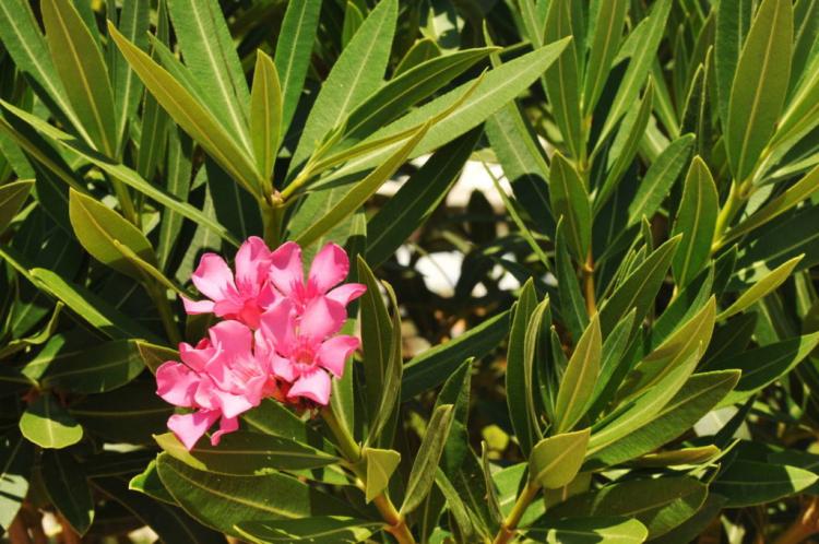 Oleander overwintering: this is how the oleander survives frost and cold