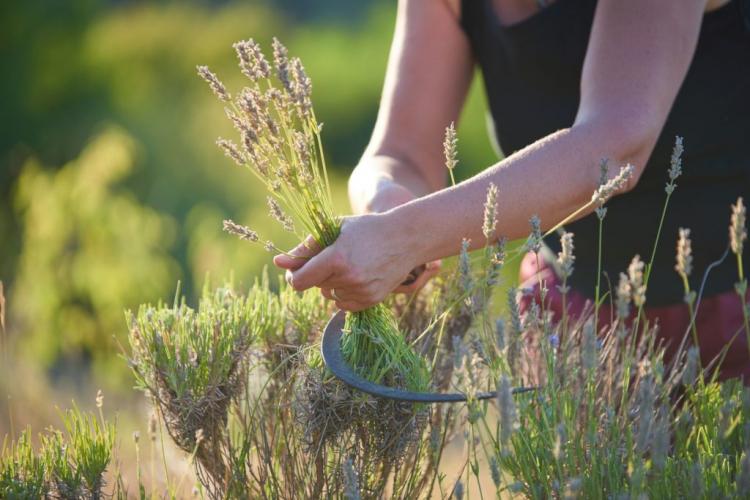 Cutting lavender: tips & tricks from the experts