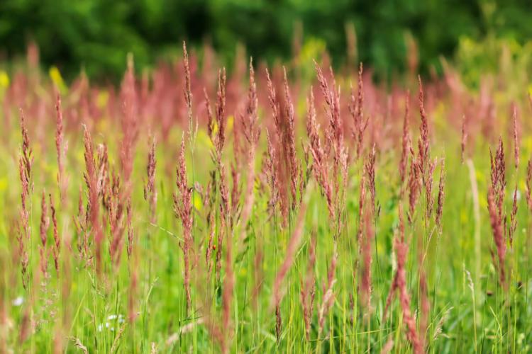 Festuca Rubra: Properties & Uses Of The Red Fescue