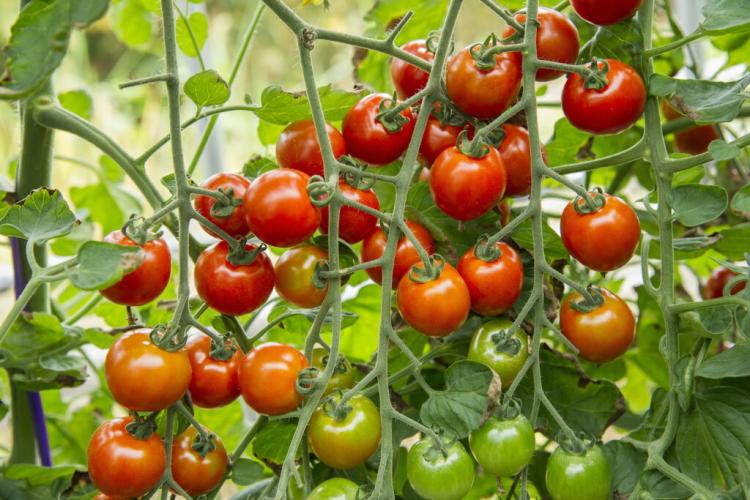 Sugar grape: Everything about sweet cocktail tomatoes