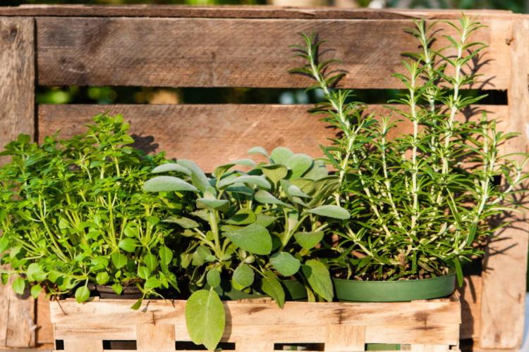 Herbal plants: instructions & tips for window sills, balconies & beds