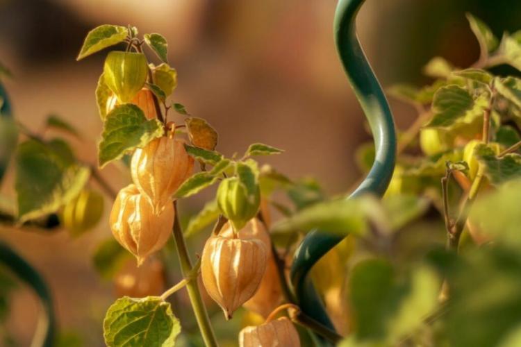 Physalis overwintering: this is how the physalis gets through the cold season