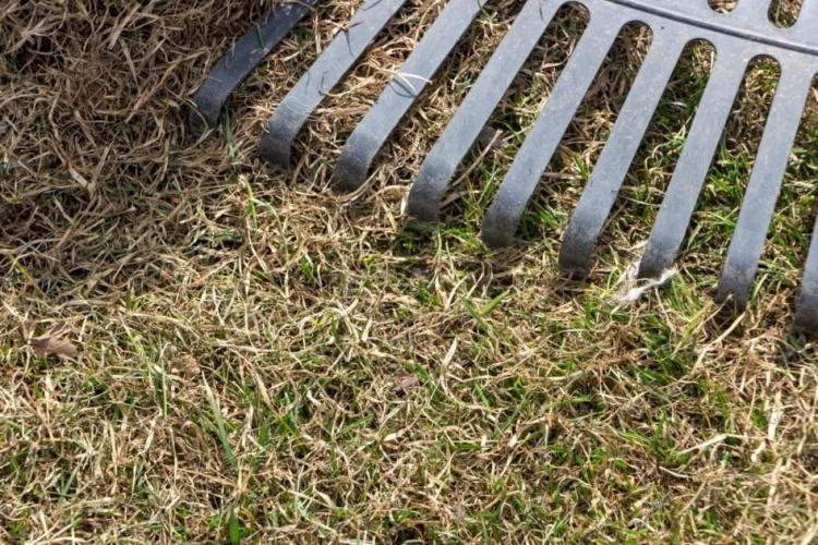 Soil activator for lawns: correct application & product recommendation