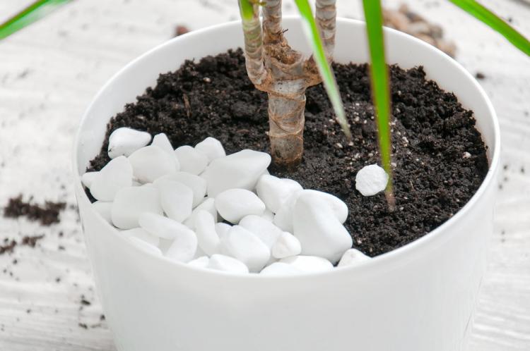 Potting soil molds: causes, prevention & control