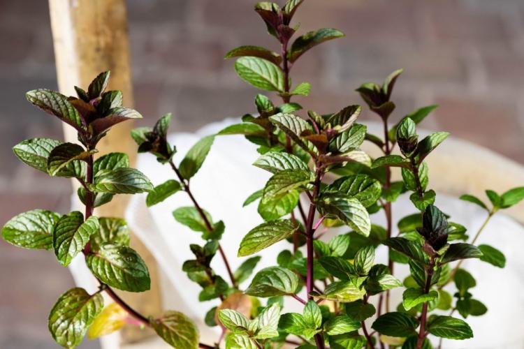 Peppermint Flavors: The Top 10 Aromatic & Fragrant Flavors